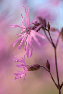 Kuckucks-Lichtnelke (Lychnis flos-cuculi), Deutschland, Baden-Württemberg