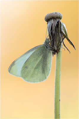 Kleiner Kohlweißling (Pieris rapae), Deutschland, Baden-Württemberg