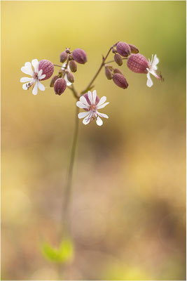 Taubenkropf (Silene vulgaris), Deutschland, Baden-Württemberg