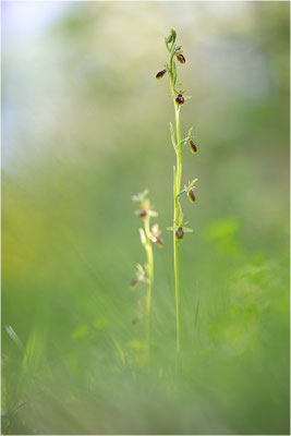 Ophrys x apicula (Ophrys insectifera x ophrys araneola)