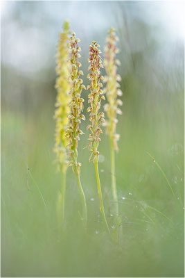 Ohnsporn (Orchis anthropophora), Frankreich, Aveyron