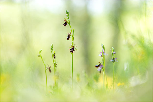 Ophrys x royanensis (=drumana x insectifera), Frankreich, Dep. Isere