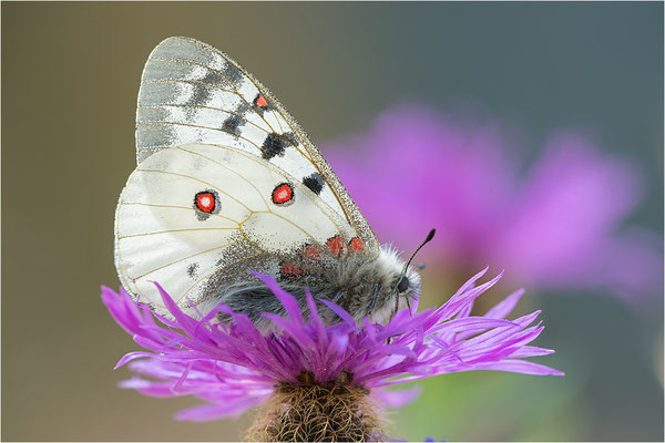 Hochalpen-Apollo (Parnassius sacerdos), Männchen, Italien, Region Aostatal, 2.400m