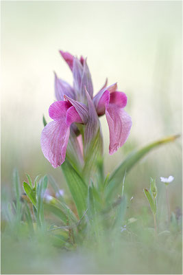 Verkannter Zungenstendel (Serapias neglecta), Frankreich, Var