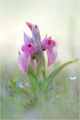 Verkannter Zungenstendel (Serapias neglecta), Frankreich, Var