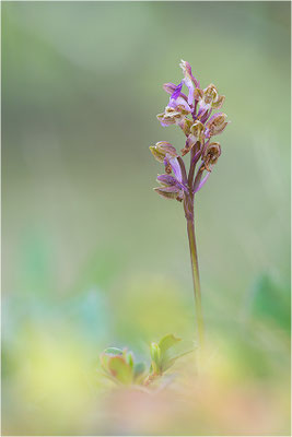 Spitzels Knabenkraut (Orchis spitzelii), Schweden, Gotland