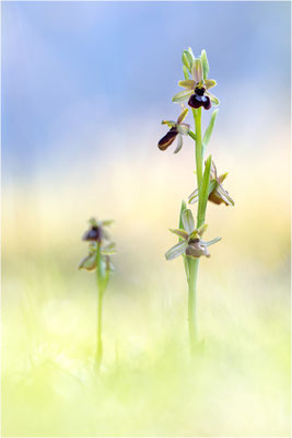 Hybride Drôme-Ragwurz und Spinnen-Ragwurz (Ophrys drumana x Ophrys sphegodes), Frankreich, Dep. Isere