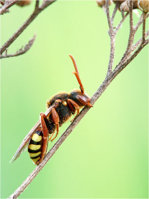 Wespenbiene (Nomada spec.), Schlafhaltung, Deutschland, Baden-Württemberg