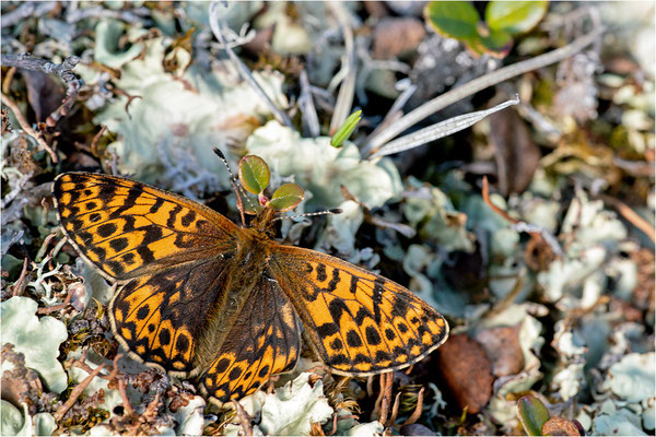 Freijas Perlmuttfalter (Boloria freija), Norwegen, Troms og Finnmark