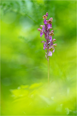Spitzels Knabenkraut (Orchis spitzelii), Frankreich, Dep. Isere