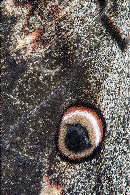 Wiener Nachtpfauenauge (Saturnia pyri), Männchen, Frankreich, Ardèche