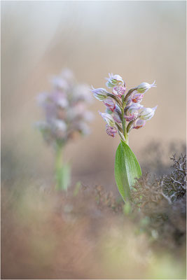 Milchweißes Knabenkraut (Neotinea lactea), Dep. Var, Frankreich