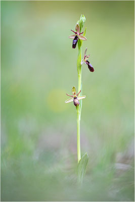 Ophrys x royanensis (=drumana x insectifera), Frankreich, Dep. Isere