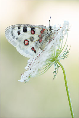Roter Apollo (Parnassius apollo lithographicus), Deutschland, Oberbayern