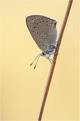 Lilagold-Feuerfalter (Lycaena hippothoe eurydame), Weibchen, Schweiz, Wallis, 1600m