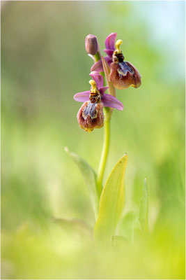 Ophrys ×heraultii - Ophrys speculum × Ophrys neglecta