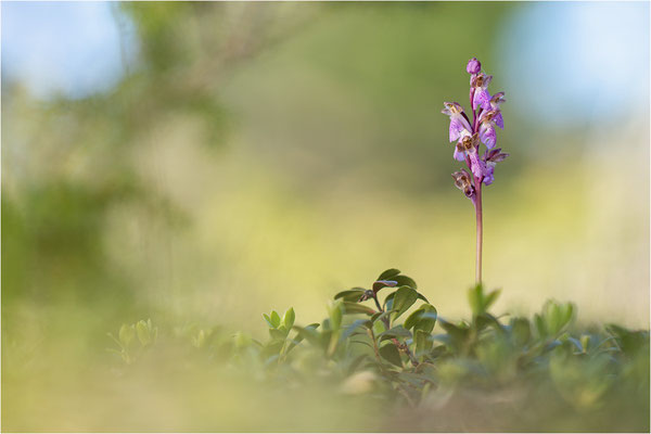 Spitzels Knabenkraut (Orchis spitzelii), Schweden, Gotland