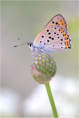 Violetter Feuerfalter (Lycaena alciphron gordius), Männchen, Italien, Region Aostatal, 1600m