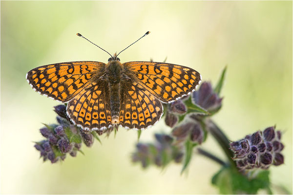 Wegerich-Scheckenfalter (Melitaea cinxia), Frankreich, Drôme