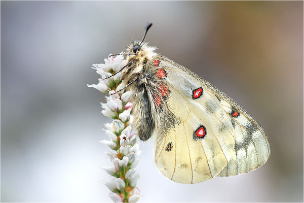 Hochalpen-Apollo (Parnassius sacerdos), Schweiz, Kanton Bern