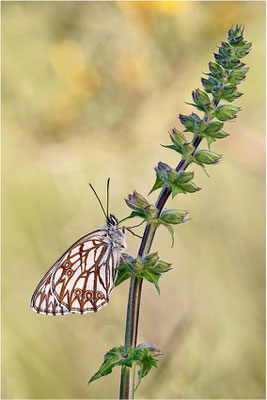 Westliches Schachbrett (Melanargia occitanica), Männchen, Frankreich, Ardèche