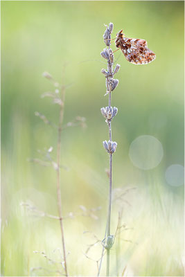 Magerrasen-Perlmuttfalter (Boloria dia), Frankreich, Drôme