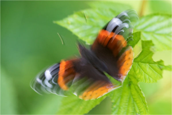 Admiral (Vanessa atalanta), Deutschland, Baden-Württemberg