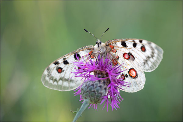 Roter Apollo (Parnassius apollo lithographicus), Deutschland, Oberbayern