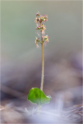 Kleines Zweiblatt (Listera cordata), Gotland, Schweden