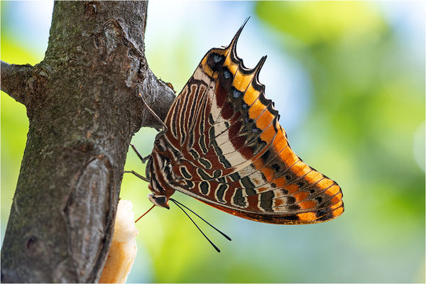 Erdbeerbaumfalter (Charaxes jasius), Frankreich, Ardèche