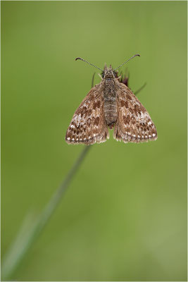 Dunkler Dickopffalter (Erynnis tages), Deutschland, Baden-Württemberg