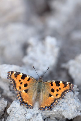 Großer Fuchs (Nymphalis polychloros), Deutschland, Baden-Württemberg