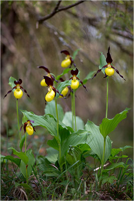 Gelber Frauenschuh (Cypripedium calceolus), Schweden, Gotland