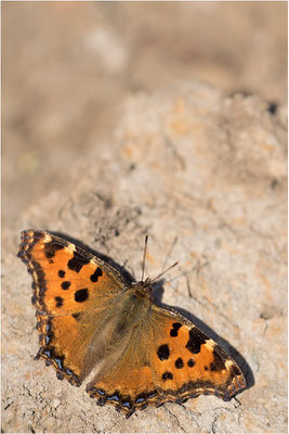 Großer Fuchs (Nymphalis polychloros), Deutschland, Baden-Württemberg