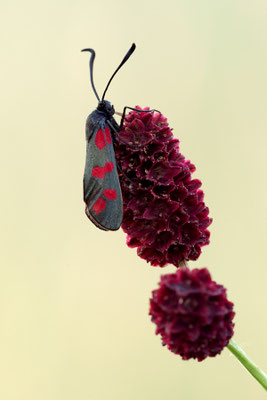 Sechsfleck-Widderchen (Zygaena filipendulae), Deutschland, Baden-Württemberg