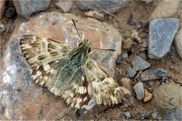 Loreley-Dickkopffalter (Carcharodus lavatherae), Spanien, Huesca