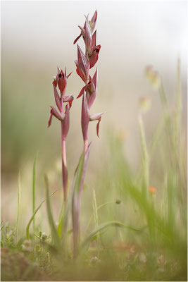 Pflugschar-Zungenstendel (Serapias vomeracea), Korsika