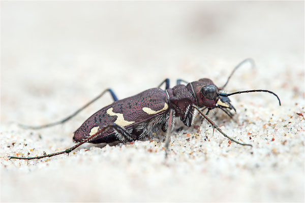 Heide-Sandlaufkäfer (Cicindela sylvatica), Schweden, Farö
