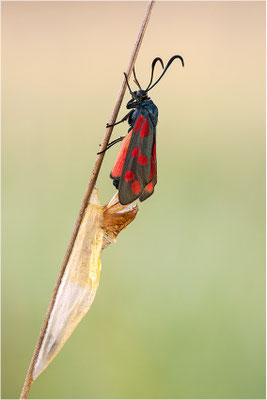 Sechsfleck-Widderchen (Zygaena filipendulae), Deutschland, Baden-Württemberg