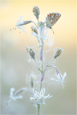 Himmelblauer Bläuling (Polyommatus bellargus), Weibchen, Deutschland, Baden-Württemberg