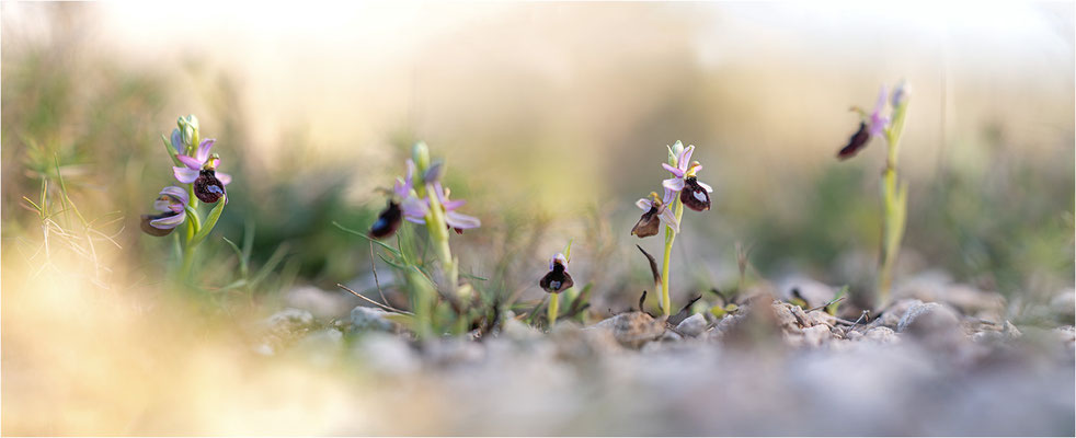 Ophrys aurelia, Bouches-du-Rhône
