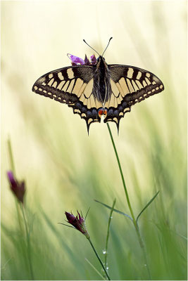 Schwalbenschwanz (Papilio machaon), Deutschland, Baden-Württemberg
