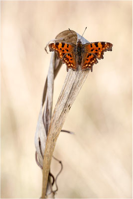 C-Falter (Polygonia c-album), Deutschland, Baden-Württemberg