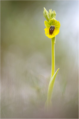 Ophrys lutea, Bouches-du-Rhône