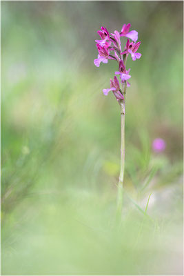 Anacamptis ×gennarii - Hybride aus Schmetterlings-Knabenkraut (Anacamptis papilionacea) und Kleinem Knabenkraut (Anacamptis morio morio), Korsika