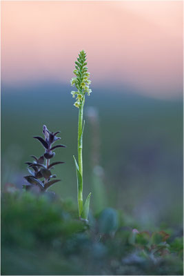 Stroh-Weißzüngel (Pseudorchis straminea), Schweden, Norrbotten