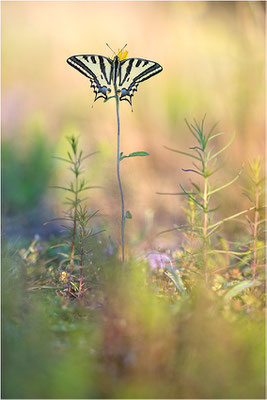 Südlicher Schwalbenschwanz (Papilio alexanor destelensis), Männchen, Frankreich, Dep. Vaucluse
