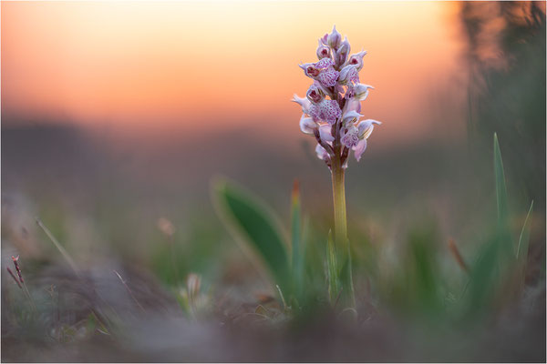 Milchweißes Knabenkraut (Neotinea lactea), Dep. Var, Frankreich