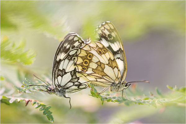 Schachbrettfalter (Melanargia galathea), Paarung, Schweiz, Kanton Tessin, 1.700m