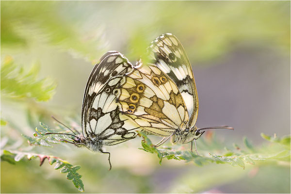 Schachbrettfalter (Melanargia galathea), Paarung, Schweiz, Kanton Tessin, 1.700m